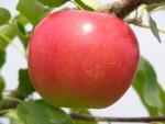 Sansa - Apple Varieties list a - z  