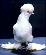 Sultan | Chicken | Chicken Breeds