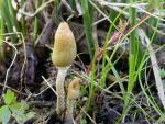 Weraroa cucullata: Leratiomyces cucullatus - Fungi Species | sokos jishebi | სოკოს ჯიშები