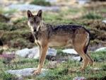 The Southern Rocky Mountain Wolf - wolf species | mglis jishebi | მგლის ჯიშები