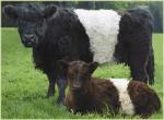Galloway - COW BREEDS | DZROXIS JISHEBI | ძროხის ჯიშები