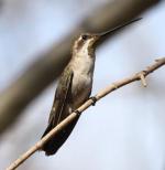 Plain-capped Starthroat - Bird Species | Frinvelis jishebi | ფრინველის ჯიშები