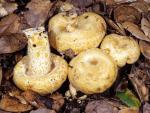 Lactarius alnicola - Fungi Species