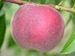 Snowbrite | Peach Species 