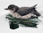 Cassin's Auklet - Bird Species | Frinvelis jishebi | ფრინველის ჯიშები