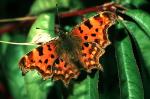 Comma - Butterfly species | PEPLIS JISHEBI | პეპლის ჯიშები