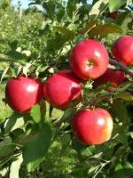 CrimsonCrisp | Apple Species 