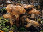 Phaeocollybia kauffmanii  - Fungi Species | sokos jishebi | სოკოს ჯიშები