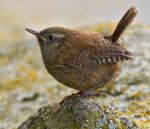 Pacific Wren - Bird Species | Frinvelis jishebi | ფრინველის ჯიშები