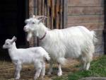 Carpathian Goat - Goats Breeds | txis jishebi | თხის ჯიშები