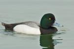 Greater Scaup - Bird Species | Frinvelis jishebi | ფრინველის ჯიშები