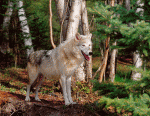 The Tundra Wolf - wolf species | mglis jishebi | მგლის ჯიშები