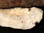Oligoporus caesius - Fungi Species | sokos jishebi | სოკოს ჯიშები