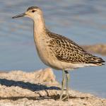 Ruff - Bird Species | Frinvelis jishebi | ფრინველის ჯიშები