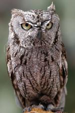 Whiskered Screech-Owl - Bird Species | Frinvelis jishebi | ფრინველის ჯიშები