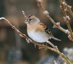 Brambling - Bird Species | Frinvelis jishebi | ფრინველის ჯიშები