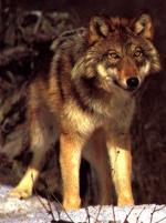 The North American Red Wolf - wolf species | mglis jishebi | მგლის ჯიშები