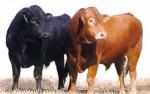 Limouisin | Cow | Cow Breeds