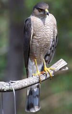 Northern Goshawk - Bird Species | Frinvelis jishebi | ფრინველის ჯიშები