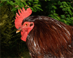Rhode Island Red | Chicken | Chicken Breeds