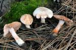 Inocybe pudica - Fungi Species | sokos jishebi | სოკოს ჯიშები