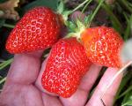 Kiewa | Strawberry Species 