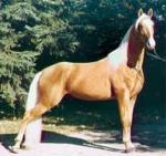 American Walking Pony | Horse | Horse Breeds