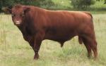Shorthorn - cow breeds list | dzroxis jishebi | ძროხის ჯიშები