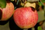 Elstar - Apple Varieties list a - z  