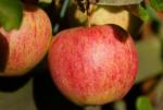 Elstar | Apple Species 