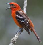 Flame-colored Tanager - Bird Species | Frinvelis jishebi | ფრინველის ჯიშები