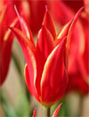 Aladdin -                                                         Tulip Species | TITA | ტიტა                                                        