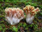 Ramaria formosa - Fungi Species | sokos jishebi | სოკოს ჯიშები