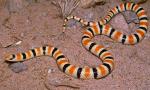 WESTERN SHOVEL-NOSED SNAKE   <br />   Chionactis occipitalis - Snake Species | Gveli | გველი