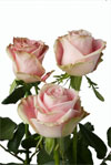 Fragrant Candy