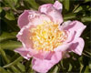 Alice Roberts -                                                                                                                 Peonies Varieties | PIONI | პიონი