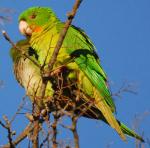 Green Parakeet - Bird Species | Frinvelis jishebi | ფრინველის ჯიშები
