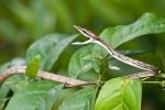 BROWN VINESNAKE   Oxybelis aeneus - Snake Species | Gveli | გველი