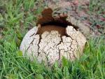 Calvatia pachyderma - Fungi Species