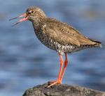 Common Redshank - Bird Species | Frinvelis jishebi | ფრინველის ჯიშები
