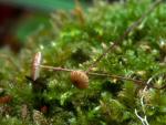 Crinipellis piceae - Fungi Species