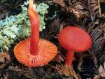 Hygrocybe coccinea - fungi species list A Z