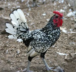 Sebright | Chicken | Chicken Breeds