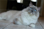 Ragdoll | Cat | Cat Breeds