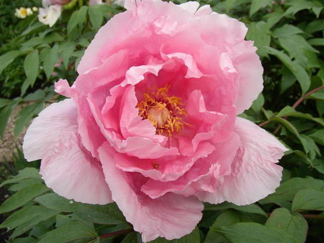 Duchess of Marlborough[Old japanese variety]