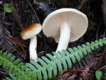 Hygrophorus bakerensis - fungi species list A Z