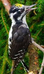 American Three-toed Woodpecker - Bird Species | Frinvelis jishebi | ფრინველის ჯიშები