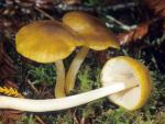 Pluteus flavofuligineus - Fungi Species | sokos jishebi | სოკოს ჯიშები