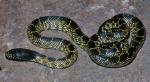 Lampropeltis getula splendida - Desert Kingsnake | Snake Species