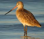 Marbled Godwit - Bird Species | Frinvelis jishebi | ფრინველის ჯიშები
